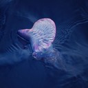 Man o' war